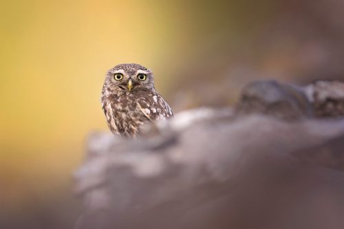 Adult little owl on a drystone wall bordering arable fields - Peak District Wildlife Photography