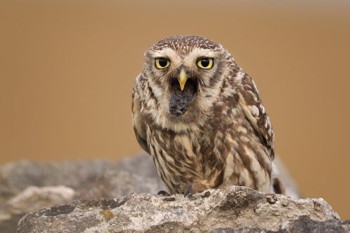 Little Owl coughing up a pellet - Peak District Wildlife Photography