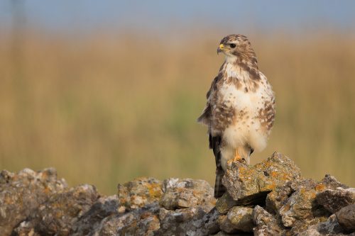 Young Buzzard perched on a drystone wall bordering farmland - Peak District National Park