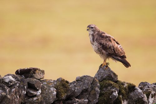 Common Buzzard perched on a drystone wall bordering farmland - Peak District National Park