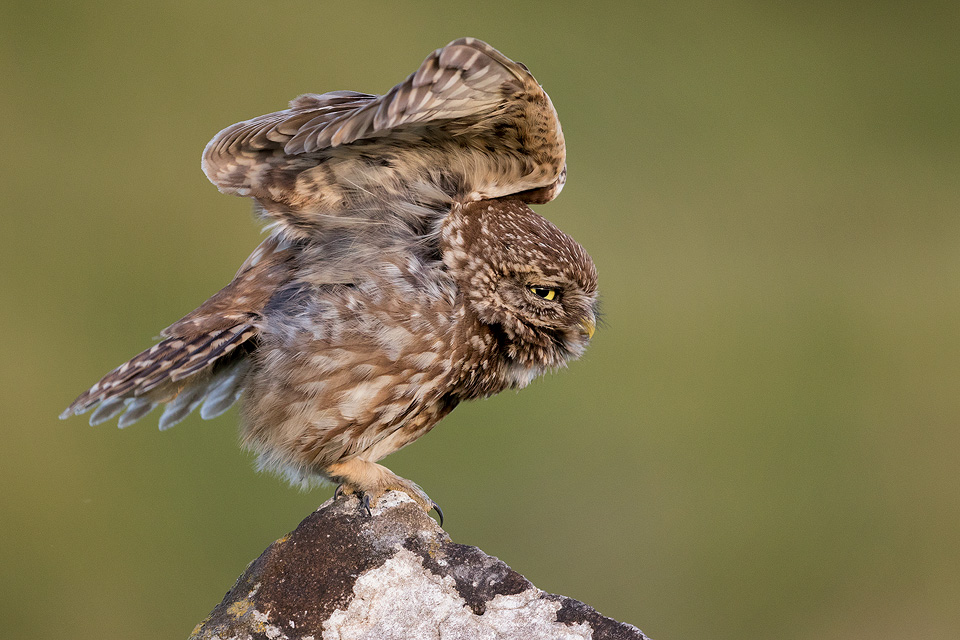 Stretching Little Owl - Peak District Wildlife Photography