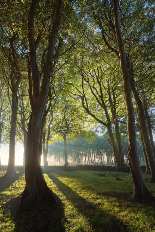 Hazy Trees, King's Piece