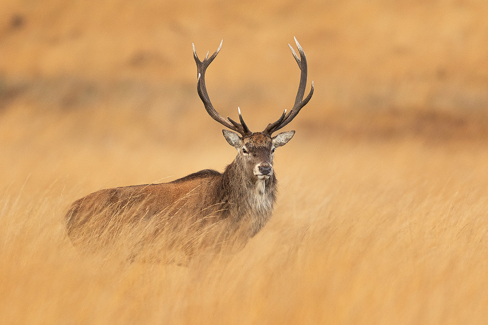 Wild red deer stag, Peak District NP. The moorland grass is so long in places that even this gigantic stag was almost hidden from view, despite standing upright! If it wasn't for those impressive antlers, I might not have spotted him at all!