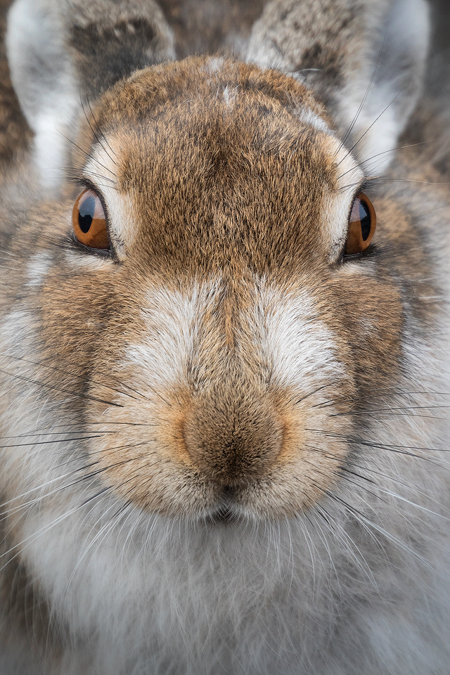 Mountain Hare extreme close up - Mountain Hare Photography Workshop