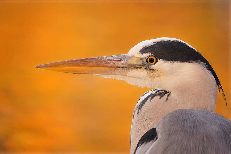 Autumn Heron - UK Wildlife Photography