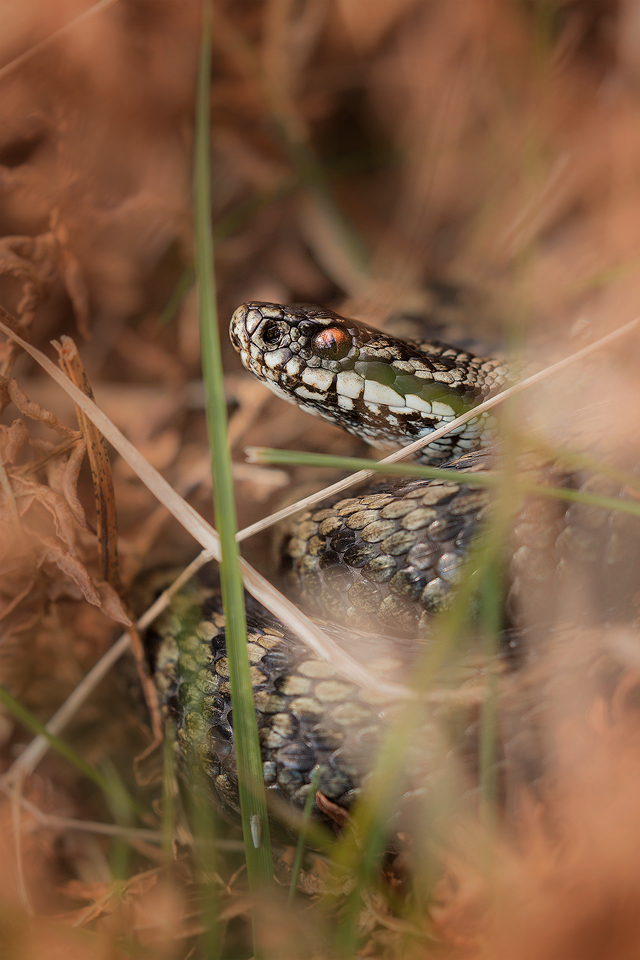 Moorland Adder resting in leaf litter - Peak District National Park