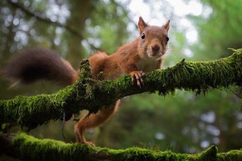 Red Squirrel portrait taken with a wide angle lens on full frame.