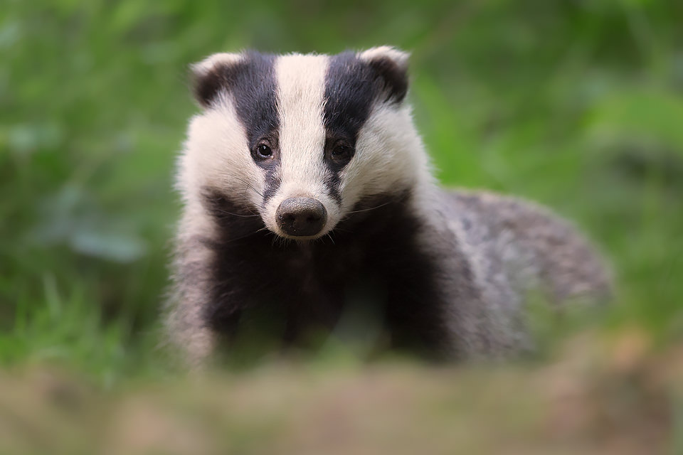 Badger Close up, Peak District Wildlife Photography