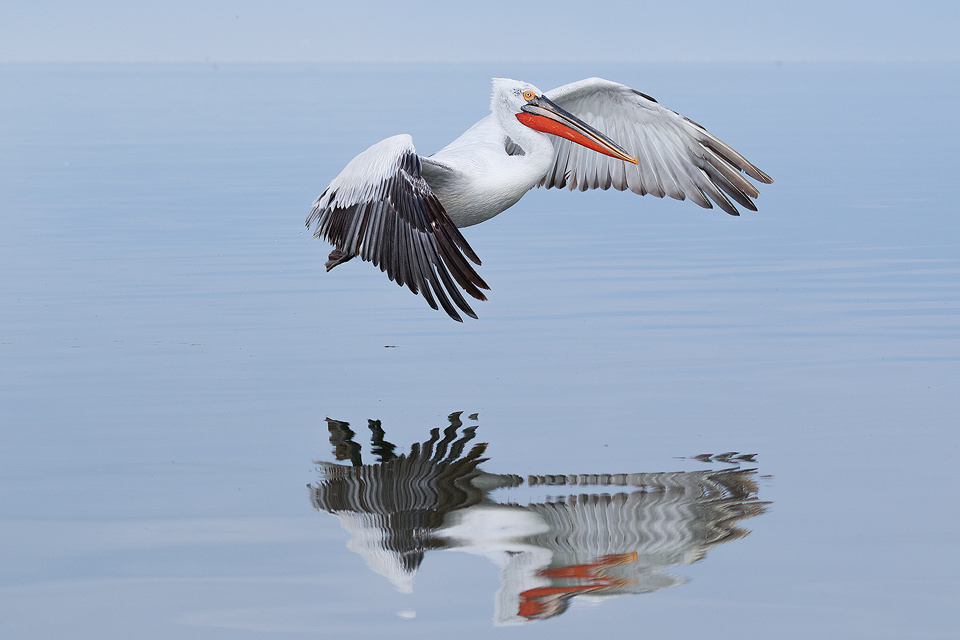 Dalmatian Pelican in flight over Lake Kerkini in Northern Greece. One of the most impressive aspects of these stunning birds was their gigantic wingspan. Adult pelicans can have a wingspan of over 11ft! This makes them one of the worlds largest flying birds. On our last day we were lucky enough to get an almost perfectly calm day for reflections. To make the most of it we headed out on a boat trip and were able to capture a range of images of the pelicans mid flight reflected in the lake.