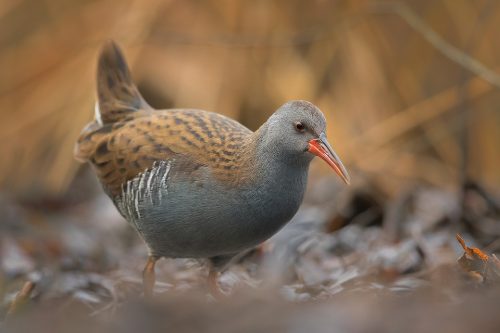 Water rail emerging from a marshy reedbed. Water rails are incredibly shy and elusive birds. Rarely straying from the shelter of dense reedbeds, they are much more often heard than seen. After spending a couple hours on the edge of a marsh one afternoon, I got some great views of these very secretive birds.