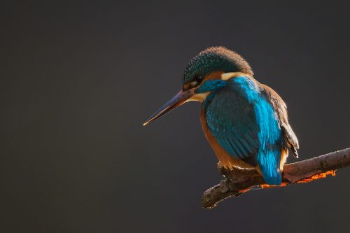 Backlit kingfisher portrait, showing the stunning blue stripe that runs down their backs. This male has become very comfortable with my presence over the weeks and continues to fish happily while I'm just a few metres away. Sheffield, UK.