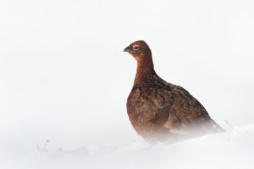 Young male grouse amongst deep snow drifts. I really like the simplicity of snowy images like this, it almost looks as though it could have been taken in a studio!