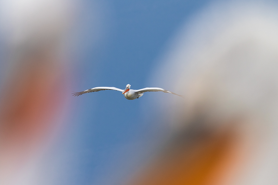 Dalmatian Pelican in flight over Lake Kerkini in Northern Greece. Here I used the birds close to me in the foreground to frame the Pelican coming in to land. One of the most impressive aspects of these stunning birds was their gigantic wingspan. Adult pelicans can have a wingspan of over 11ft! This makes them one of the worlds largest flying birds.