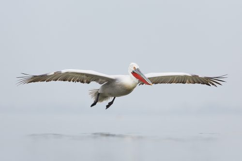 Dalmatian Pelican in flight over Lake Kerkini in Northern Greece. One of the most impressive aspects of these stunning birds was their gigantic wingspan. Adult pelicans can have a wingspan of over 11ft! This makes them one of the worlds largest flying birds.