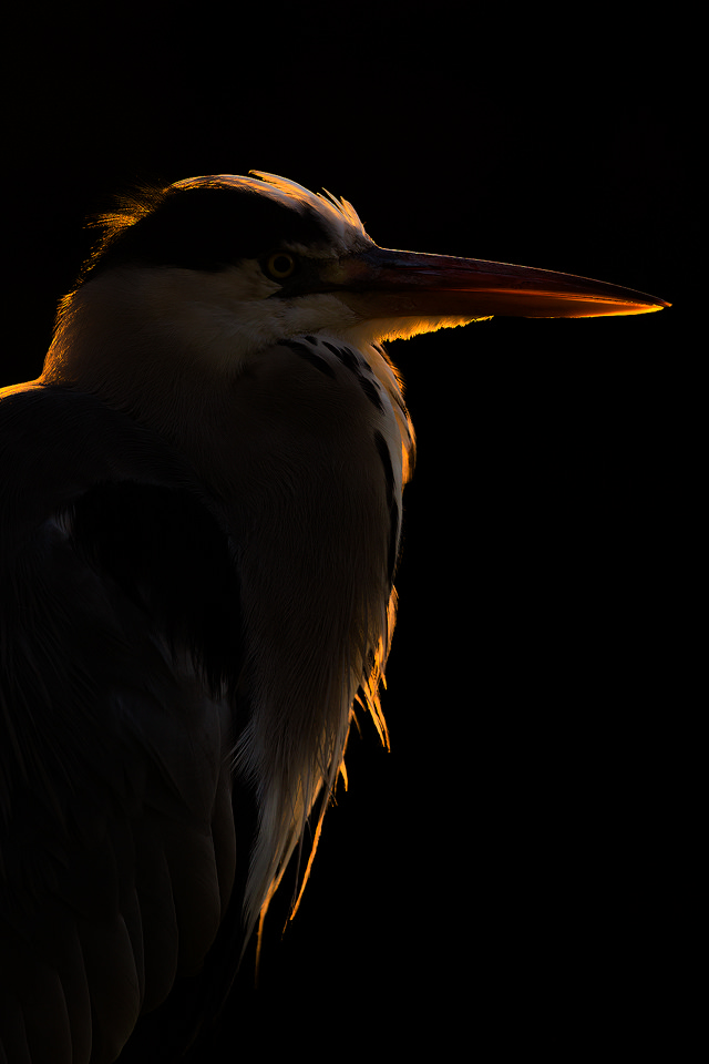 Backlit Heron. Although London may seem a strange choice for wildlife photography, it can actually provide some of the best opportunities as the wildlife is so habituated. This backlit portrait of a grey heron is one of my favourites from a trip to the capital. By exposing for the highlights the subject has some great rim light and the background is completely blacked out.