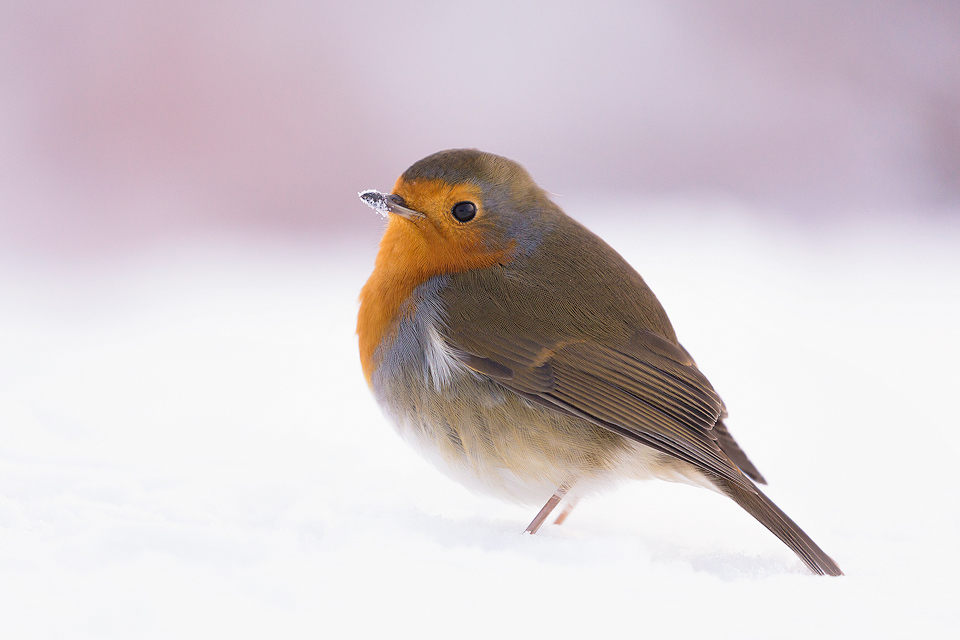 A Robin (Erithacus rubecula) photographed in the snow at Over Owler Tor in the Peak District National Park. After photographing the sunrise I was on my way back to the car when this friendly little robin started following me, as I sat down to get some pictures he hopped up onto my boot and looked right up at me. Thankfully I had some seeds in my pocket so I put a few out on the ground and photographed him as he hungrily pecked up the seeds. Winter can be a very hard time for our garden birds so do remember to keep you feeders topped up.