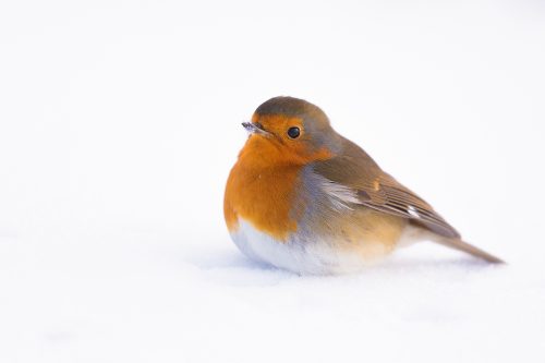 A Robin (Erithacus rubecula) photographed in the snow at Over Owler Tor in the Peak District National Park. After photographing the sunrise I was on my way back to the car when this friendly little robin started following me, as I sat down to get some pictures he hopped up onto my boot and looked right up at me. Thankfully I had some seeds in my pocket so I put a few out on the ground and photographed him as he hungrily pecked up the seeds. Winter can be a very hard time for our garden birds so do remember to keep you feeders topped up.