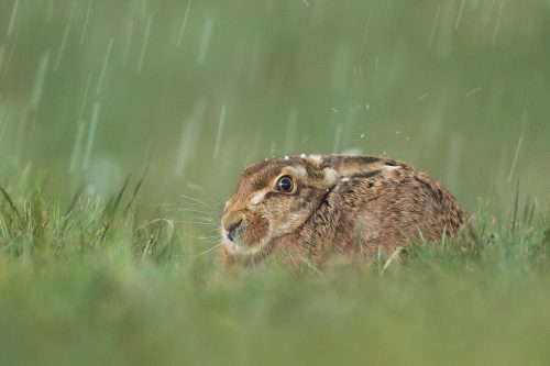 Brown hare photographed during a severe hailstorm in the Peak District National Park. As much as it inconveniences us, the unpredictable weather has a severe impact on the wildlife,especially when they are starting to breed and nest. This brown hare looked as though he was enjoying the hail storm almost as much as me, you can literally see them bouncing off his fur!