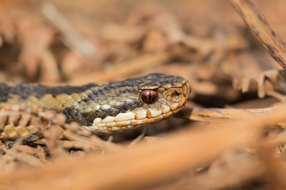 Female Adder, Peak District National Park. One of my favourite projects in early spring is to see how the local population of Adders are doing. Despite the nationwide decline, the Peak District remains a firm stronghold for the UK's only venomous snake. This female was slithering through the vegetation on the hunt so I got down low and photographed her as she moved through the bracken.