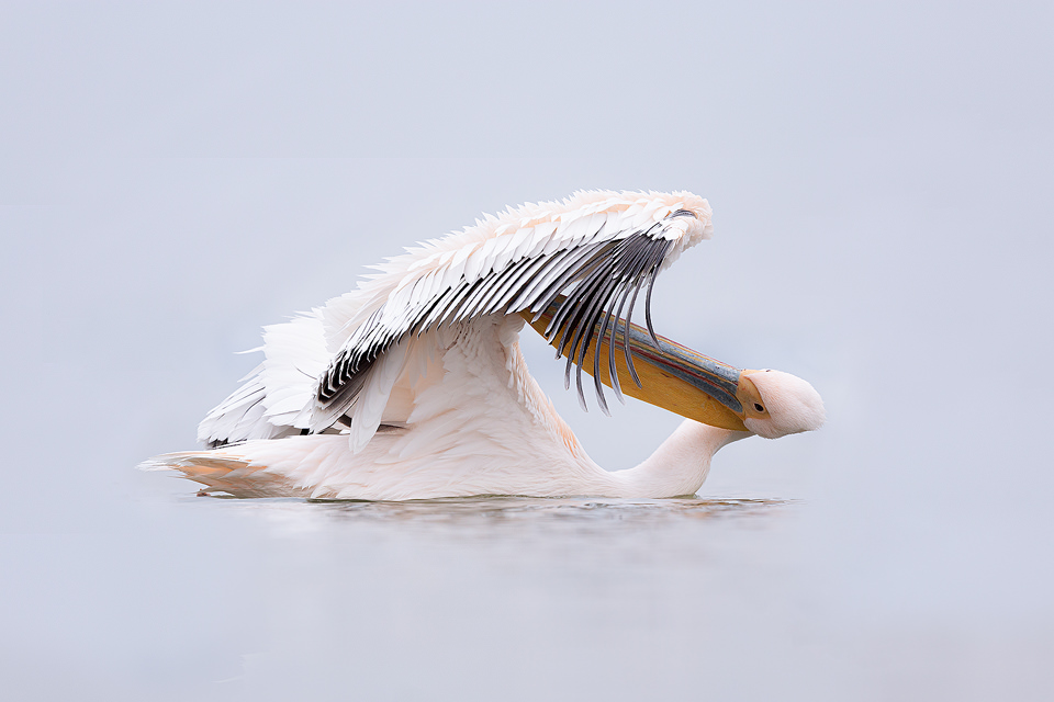 Great White Pelican Preening, Lake Kerkini, Northern Greece. Alongside the Dalmatian Pelicans we spent some time photographing the small population of Rosy Pelicans. There were far less of these gorgeous pink pelicans, so they did seem to get a bit of a raw deal when squabbles over fish occurred! 