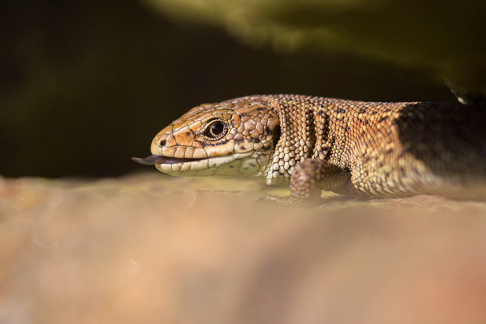 Viviparous Lizard Francis J Taylor Photography