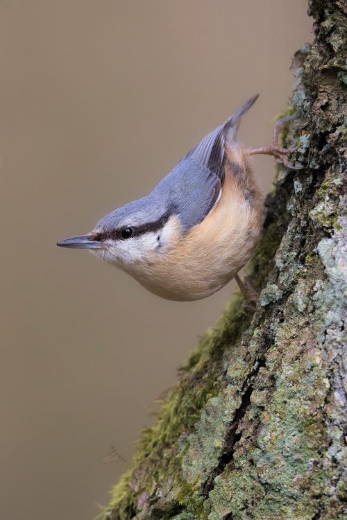 Nuthatch in classic pose on a mossy old tree trunk.Derbyshire, Peak District National Park. Nuthatches are one of our most distinctive native birds, found almost exclusively in woodland. I followed a pair as they collected the moss from the gnarled old trees to build their nest.