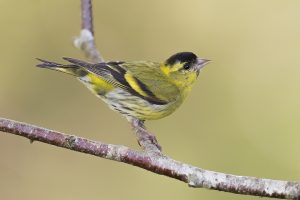 Male Siskin