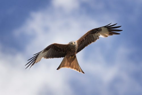 Yorkshire Red Kite. A Red kite soars on the wind currents against a dramatic sky. After these majestic birds became almost extinct in the UK, various reintroduction projects such as the one at Harewood have been extremely successful. There are now thriving population of these raptors across the country with sightings becoming more and more frequent.