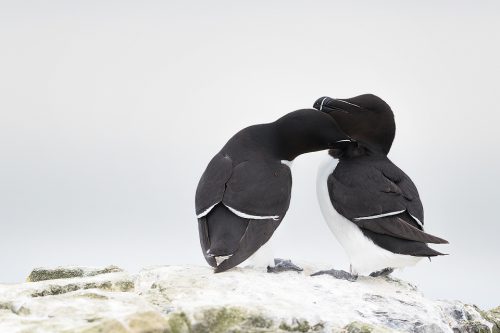 A rare tender moment between two razorbills on Staple Island. These feisty little seabirds are often mistaken for puffins when seen mid flight and are in fact members of the same family, the Auk. With small black eyes on black feathers it can be really tricky to show the razorbill's eyes, particularly on overcast days such as this where there was no chance of a catchlight.