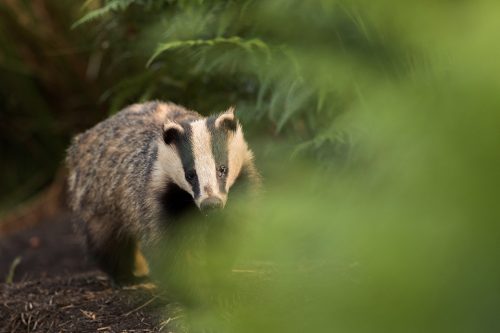 An adult badger emerges from the sett in the last rays of golden evening light. Derbyshire, Peak District National Park. The adult badgers tend to be much more cautious than the inquisitive cubs. It's always a risk taking a photo, as even the sound of the shutter can sometimes send them scurrying back underground.