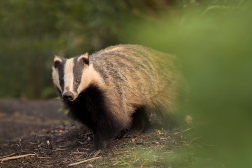 An adult badger emerges from the sett in the last rays of golden evening light. Derbyshire, Peak District National Park. The adult badgers tend to be much more cautious than the inquisitive cubs. It's always a risk taking a photo, as even the sound of the shutter can sometimes send them scurrying back underground.