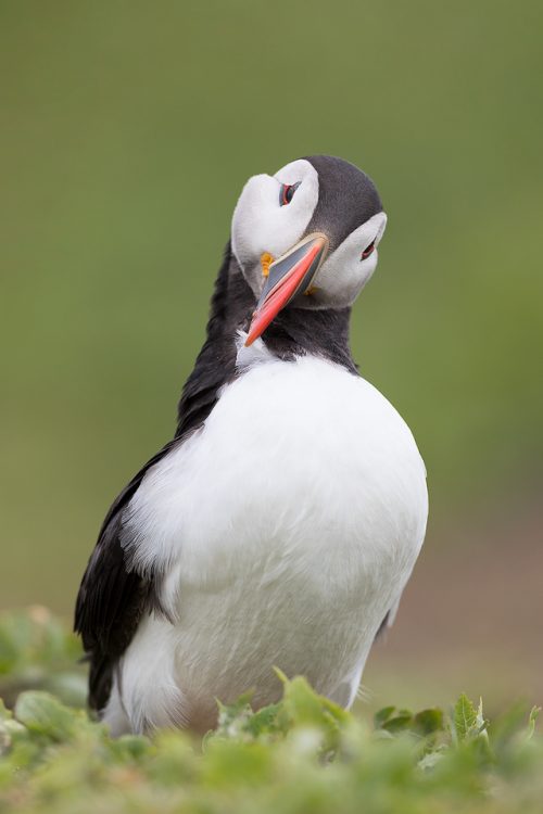 Preening Puffin - Puffin Photography Workshop, Farne Islands (seabird photography workshop(seabird photography workshop)