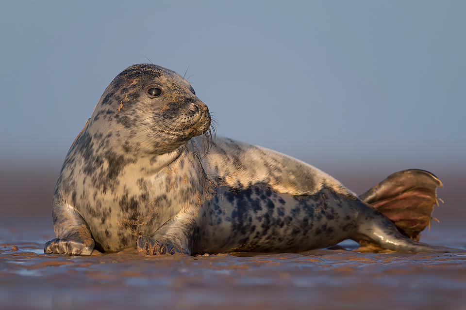 Grey Seal Pup - Grey Seal Photography Workshop