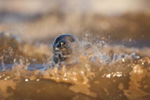 Grey Seal Cow in the Surf - Grey Seal Photography Workshop, Lincolnshire Wildlife Photography