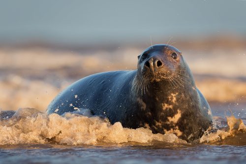 Bull Seal in the Surf - Grey Seal Photography Workshop, Lincolnshire Wildlife Photography