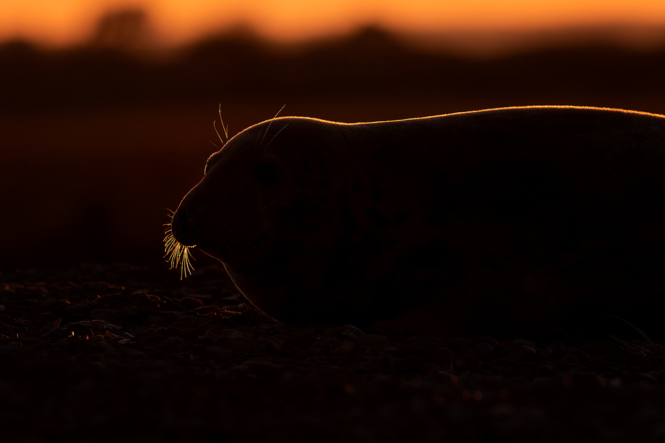 Backlit Grey Seal. Grey Seal Cow backlit by the warm rays of the setting sun. I chose to use the stunning rim lighting to highlight the shape of this seal relaxing on the sand dunes. Lincolnshire, UK. Backlit Grey Seal - Grey Seal Photography Workshop, Lincolnshire Wildlife Photography