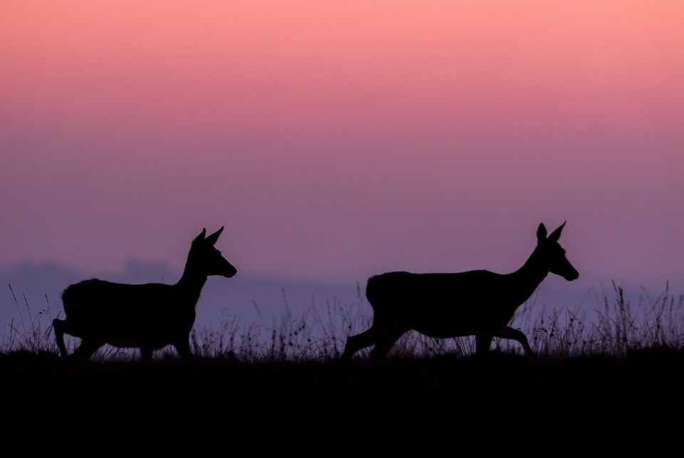 A pair of Red Deer Does silhouette on the horizon at dusk. Derbyshire, Peak District National Park. By approaching incredibly slowly and carefully, I made it very clear to the deer that I wasn't a threat. Eventually the deer became so used to my presence that they eventually ignored me altogether.