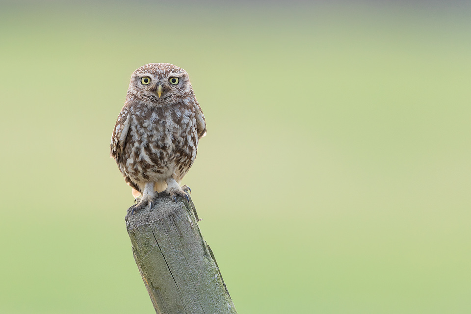 Little Owl on a Fence Post. Derbyshire, Peak District NP. One of the parents of the little owl family I photograph, taking a well earned break in the sunshine. It's great fun watching the owlets as they stomp around the fields, learning to hunt insects. At this age they often don't know what to do when they find something though and end up spooking themselves instead of the bugs! The young typically stick close to the nesting site until late Summer/early Autumn so I will be running my workshops until the young move off to to establish their own territories.