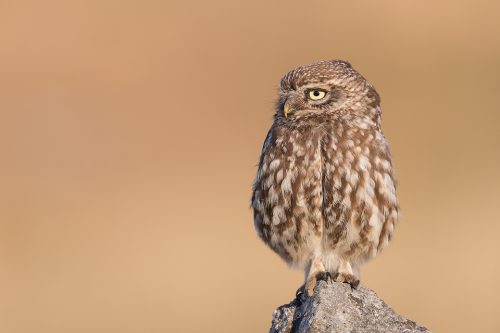 Adult Little Owl perched on a limestone rock in warm evening light. Derbyshire Peak District NP.