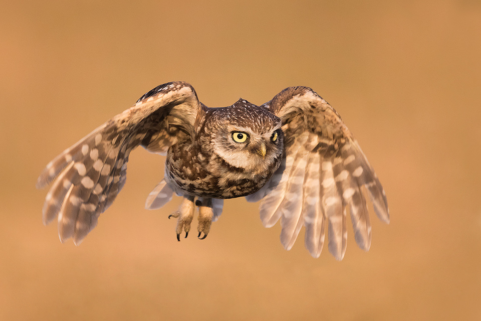 Little owl in flight. Little owls are notoriously difficult to photograph in flight as they give almost no signs that they are about to take off and move at incredible speed. Here the golden evening light really helped my camera's autofocus to pick up the action just on time. Derbyshire Peak District NP. Using my car as a mobile hide I am able to get extremely close to this family of little owls by the side of a quiet country lane. Little owls are creatures of habit and typically favour the same perches and routines, so I regularly see them on the same perches.