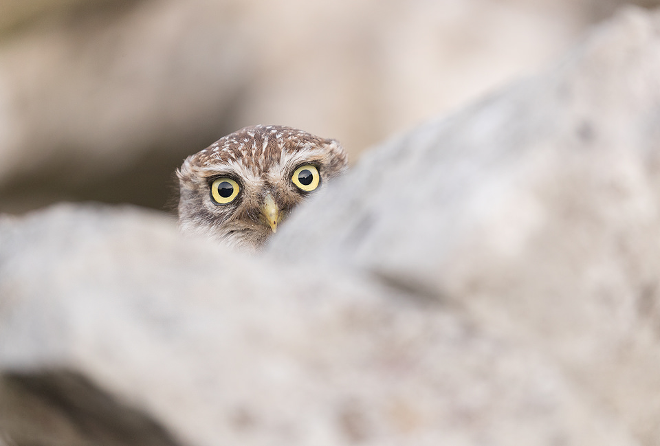 Peekaboo! Little Owl peers over a drystone wall. After ducking behind the wall to hide from a passing cyclist this little owl kept popping their head up to see whether the danger had passed. I couldn't resist laughing as the look it kept giving me was hilarious! Derbyshire, Peak District NP.