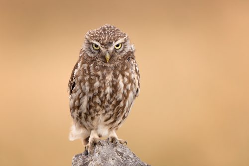 An adult little owl stares intently at some prey rustling in the grass below. Derbyshire, Peak District NP.