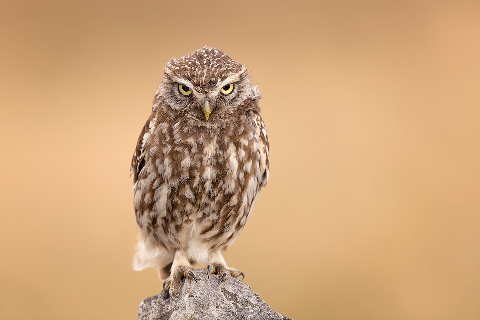 An adult little owl stares intently at some prey rustling in the grass below. Derbyshire, Peak District NP.