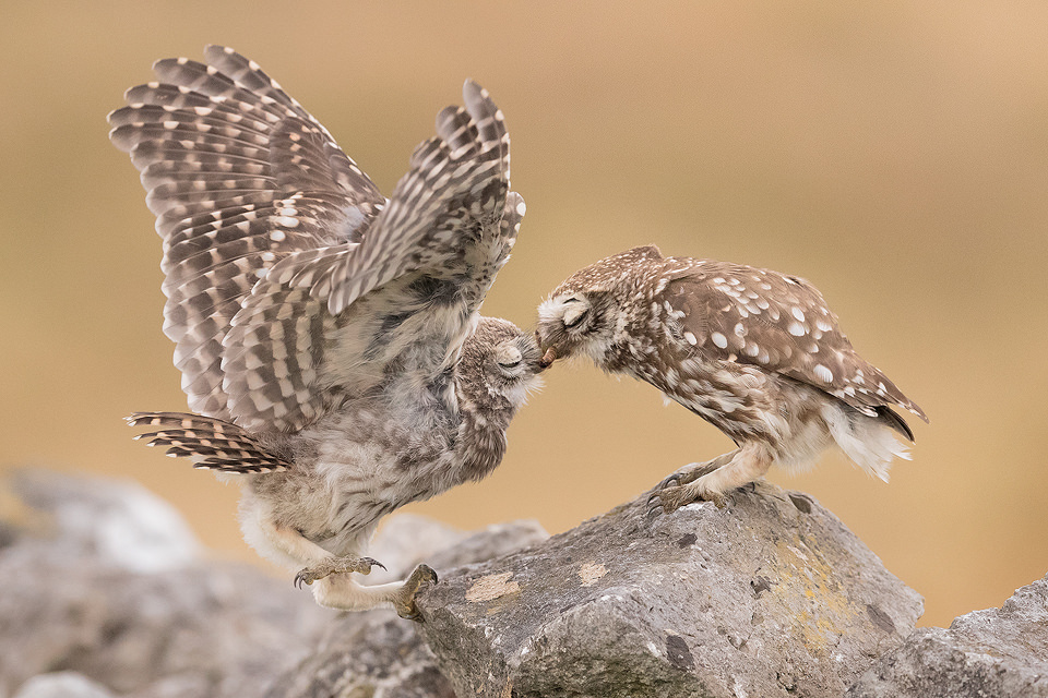 Little Owlet Feeding. When the parents bring food to the owlets they get incredibly excited, flapping their wings like mad. This can make it pretty tricky to get a good angle without the wings blocking the view. After several failed frames I eventually managed to get this clear view of the moment. It's such a privilege for me to be able to watch behaviour like this up close. Derbyshire, Peak District NP.