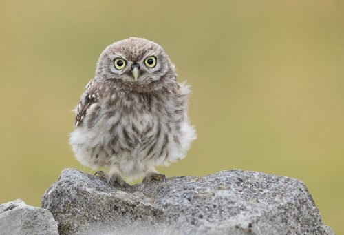 Surprised Little Owlet. This Little Owlet seemed very surprised to see my lens pointing at it when it flew up from the ground to join the parent on the top of the wall. Derbyshire, Peak District NP.