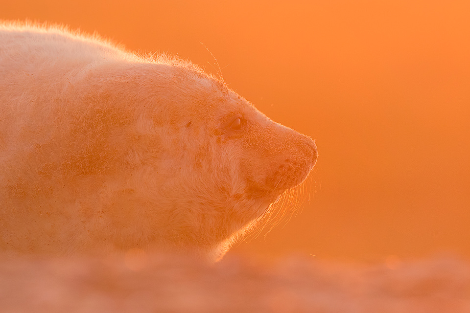 Backlit Grey Seal Pup. Grey Seal Pup backlit by the warm rays of the setting sun. Lincolnshire, UK.