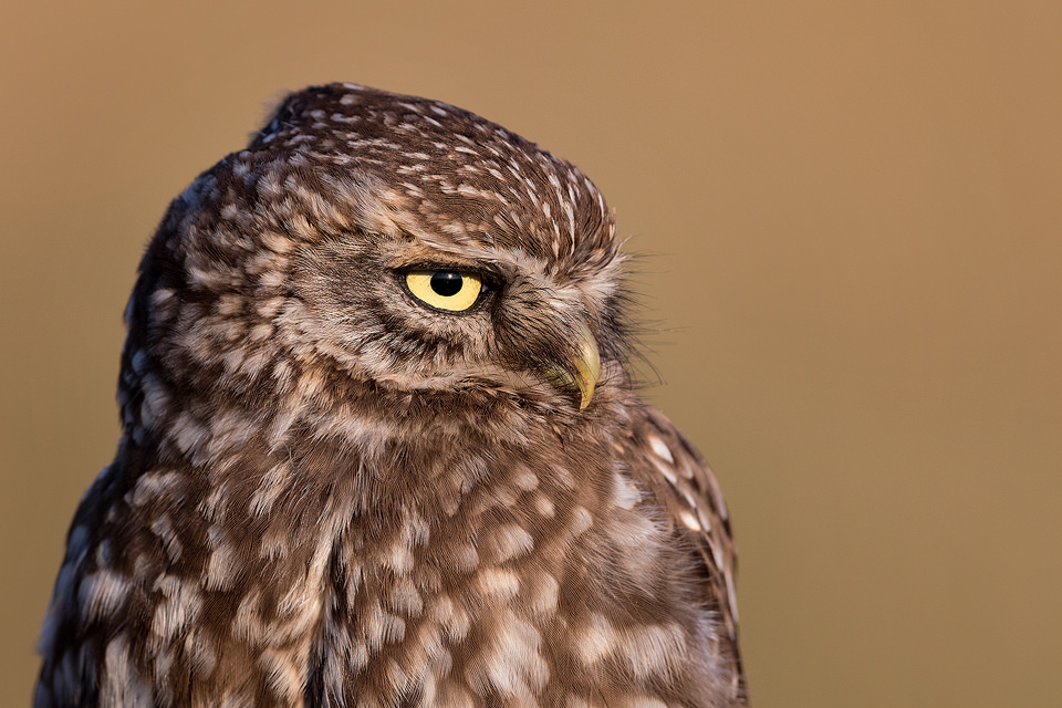 Little Owl Close Up. The family of little owls has become so used to my presence that they would often come within a metre or two, allowing me to capture both wide angle and extremely detailed close ups.