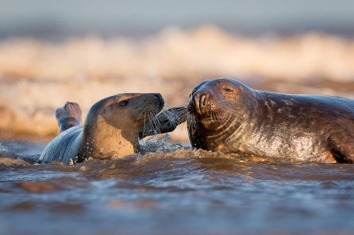 A tender moment in the surf between a grey seal bull and two cows. Lincolnshire, UK. Grey Seal Photography Workshop