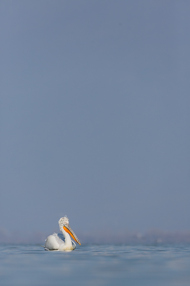 Dalmatian Pelican Small in the Frame. Although I usually like to get close to my subjects I always try and capture some images of the animal small in the frame to give a bit of variance to the series of photographs. Lake Kerkini, Northern Greece.