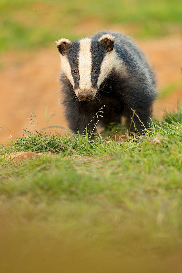 A badger cub peers inquisitively down the lens. Derbyshire, Peak District National Park. Despite being incredibly shy and elusive, badgers are one of my favourite British species to photograph. 